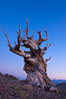 Ancient bristlecone pine tree in the White Mountains, at an elevation of 10,000' above sea level.  These are some of the oldest trees in the world, reaching 4000 years in age. Ancient Bristlecone Pine Forest, White Mountains, Inyo National Forest, California, USA. Image #27761
