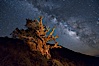 Stars and the Milky Way rise above ancient bristlecone pine trees, in the White Mountains at an elevation of 10,000' above sea level.  These are some of the oldest trees in the world, reaching 4000 years in age. Ancient Bristlecone Pine Forest, White Mountains, Inyo National Forest, California, USA. Image #27772