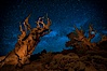 Stars and the Milky Way rise above ancient bristlecone pine trees, in the White Mountains at an elevation of 10,000' above sea level.  These are some of the oldest trees in the world, reaching 4000 years in age. Ancient Bristlecone Pine Forest, White Mountains, Inyo National Forest, California, USA. Image #27775
