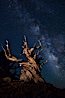 Stars and the Milky Way rise above ancient bristlecone pine trees, in the White Mountains at an elevation of 10,000' above sea level.  These are some of the oldest trees in the world, reaching 4000 years in age. Ancient Bristlecone Pine Forest, White Mountains, Inyo National Forest, California, USA. Image #27776
