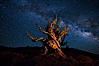 Stars and the Milky Way rise above ancient bristlecone pine trees, in the White Mountains at an elevation of 10,000' above sea level.  These are some of the oldest trees in the world, reaching 4000 years in age. Ancient Bristlecone Pine Forest, White Mountains, Inyo National Forest, California, USA. Image #27780