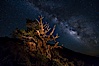 Stars and the Milky Way rise above ancient bristlecone pine trees, in the White Mountains at an elevation of 10,000' above sea level.  These are some of the oldest trees in the world, reaching 4000 years in age. Ancient Bristlecone Pine Forest, White Mountains, Inyo National Forest, California, USA. Image #27782