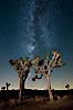 The Milky Way Galaxy shines in the night sky with a Joshua Tree silhouetted in the foreground. Joshua Tree National Park, California, USA. Image #27805