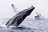 Humpback whale breaching, pectoral fin and rostrom visible. San Diego, California, USA. Image #27955