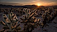 Joshua Tree National Park, California, USA. Image #28426