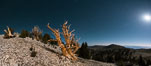 Ancient bristlecone pine trees at night, under a clear night sky full of stars, lit by a full moon, near Patriarch Grove. White Mountains, Inyo National Forest, California, USA. Image #28533