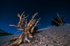 Ancient bristlecone pine trees at night, under a clear night sky full of stars, lit by a full moon, near Patriarch Grove. White Mountains, Inyo National Forest, California, USA. Image #28535