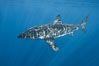 Great white shark, research identification photograph.  A great white shark is countershaded, with a dark gray dorsal color and light gray to white underside, making it more difficult for the shark's prey to see it as approaches from above or below in the water column. The particular undulations of the countershading line along its side, where gray meets white, is unique to each shark and helps researchers to identify individual sharks in capture-recapture studies. Guadalupe Island is host to a relatively large population of great white sharks who, through a history of video and photographs showing their countershading lines, are the subject of an ongoing study of shark behaviour, migration and population size. Guadalupe Island (Isla Guadalupe), Baja California, Mexico. Image #28767