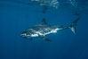 Great white shark, research identification photograph.  A great white shark is countershaded, with a dark gray dorsal color and light gray to white underside, making it more difficult for the shark's prey to see it as approaches from above or below in the water column. The particular undulations of the countershading line along its side, where gray meets white, is unique to each shark and helps researchers to identify individual sharks in capture-recapture studies. Guadalupe Island is host to a relatively large population of great white sharks who, through a history of video and photographs showing their countershading lines, are the subject of an ongoing study of shark behaviour, migration and population size. Guadalupe Island (Isla Guadalupe), Baja California, Mexico. Image #28768
