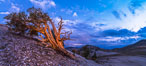 Ancient Bristlecone Pine Tree at sunset, panorama, with storm clouds passing over the White Mountains.  The eastern Sierra Nevada is just visible in the distance. Ancient Bristlecone Pine Forest, White Mountains, Inyo National Forest, California, USA. Image #28781