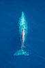 Aerial photo of gray whale calf and mother. This baby gray whale was born during the southern migration, far to the north of the Mexican lagoons of Baja California where most gray whale births take place. San Clemente, USA. Image #29001