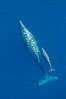 Aerial photo of gray whale calf and mother. This baby gray whale was born during the southern migration, far to the north of the Mexican lagoons of Baja California where most gray whale births take place. San Clemente, USA