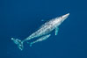 Aerial photo of gray whale calf and mother. This baby gray whale was born during the southern migration, far to the north of the Mexican lagoons of Baja California where most gray whale births take place. San Clemente, USA. Image #29017