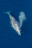Gray whale blowing at the ocean surface, exhaling and breathing as it prepares to dive underwater. Encinitas, California, USA. Image #29045