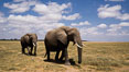 African elephant, Amboseli National Park, Kenya.
