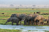African elephant herd, drinking water at a swamp, Amboseli National Park, Kenya.