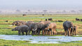 African elephant herd, drinking water at a swamp, Amboseli National Park, Kenya. Image #29529