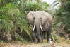 African elephant, Amboseli National Park, Kenya. Image #29542
