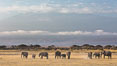 African elephants below Mount Kilimanjaro, Amboseli National Park, Kenya. Image #29603