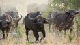 Cape Buffalo herd, Meru National Park, Kenya. Image #29638