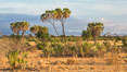 Meru National Park landscape. Kenya. Image #29680