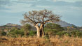 Baobab Tree, Meru National Park, Kenya. Image #29683