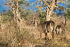 Waterbuck, Meru National Park, Kenya. Image #29684