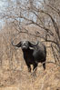 Cape Buffalo, Meru National Park, Kenya. Image #29720