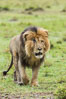 Lion, adult male, Maasai Mara National Reserve, Kenya. Image #29785