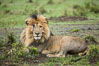 Lion, adult male, Maasai Mara National Reserve, Kenya. Image #29786