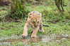 Lion cub, two weeks old, Maasai Mara National Reserve, Kenya. Image #29791