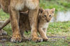 Lionness and two week old cub, Maasai Mara National Reserve, Kenya. Image #29793
