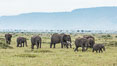 African elephant herd, Maasai Mara National Reserve, Kenya. Image #29829