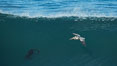 California Brown Pelican flying over a breaking wave. La Jolla, USA