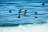 Brandt's cormorants flying over a breaking wave. La Jolla, California, USA. Image #30381