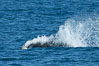 Killer whale attacking sea lion.  Biggs transient orca and California sea lion. Palos Verdes, USA. Image #30425
