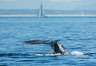 Gray whale raising fluke before diving, on southern migration to calving lagoons in Baja. San Diego, California, USA. Image #30467