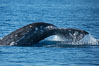Gray whale raising fluke before diving, on southern migration to calving lagoons in Baja. San Diego, California, USA