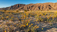 Desert Gold Wildflowers Spring Bloom in Anza-Borrego. Anza-Borrego Desert State Park, Borrego Springs, California, USA. Image #30550