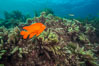 Garibaldi and Asparagopsis taxiformis (red marine algae), San Clemente Island. California, USA. Image #30880