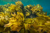 Southern sea palm, palm kelp, underwater, San Clemente Island. California, USA. Image #30919