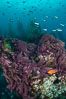 Asparagopsis taxiformis, red marine algae, growing on underwater rocky reef below kelp forest at San Clemente Island. California, USA. Image #30933