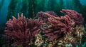 Asparagopsis taxiformis, red marine algae, growing on underwater rocky reef below kelp forest at San Clemente Island. California, USA. Image #30939