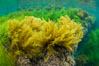 Stephanocystis dioica (yellow) and surfgrass (green), shallow water, San Clemente Island. California, USA. Image #30946