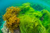 Southern sea palm (yellow) and surf grass (green), shallow water, San Clemente Island. California, USA. Image #30953