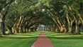 Oak Alley Plantation and its famous shaded tunnel of  300-year-old southern live oak trees (Quercus virginiana).  The plantation is now designated as a National Historic Landmark. Vacherie, Louisiana, USA. Image #31019