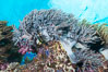 Sinularia flexibilis finger leather soft coral, Fiji. Namena Marine Reserve, Namena Island. Image #31326