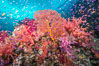 Beautiful tropical reef in Fiji. The reef is covered with dendronephthya soft corals and sea fan gorgonians, with schooling Anthias fishes swimming against a strong current. Gau Island, Lomaiviti Archipelago. Image #31328