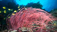 Red whip coral, Ellisella ceratophyta, Mount Mutiny, Bligh Waters, Fiji. Vatu I Ra Passage, Viti Levu  Island. Image #31332