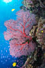 Plexauridae sea fan gorgonian and schooling Anthias on pristine and beautiful coral reef, Fiji. Wakaya Island, Lomaiviti Archipelago. Image #31350